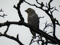 Coccothraustes coccothraustes coccothraustes