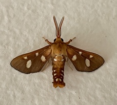 Anapisa parachoria