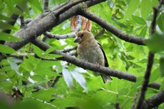 Coccothraustes coccothraustes coccothraustes