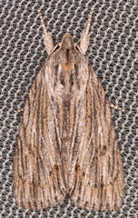 Acronicta lithospila