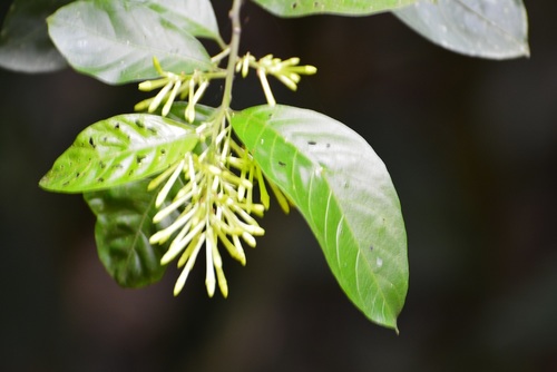 Cestrum racemosum, photograph 3
