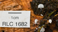 Ceratiomyxa morchella