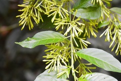 Cestrum racemosum