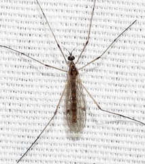 Teucholabis complexa