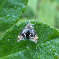 Prochoreutis inflatella