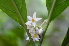 Solanum rovirosanum