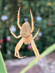 Araneus diadematus