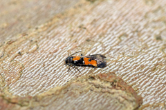 Chrysoclista lathamella