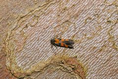 Chrysoclista lathamella