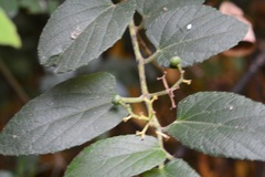 Cissus cacuminis