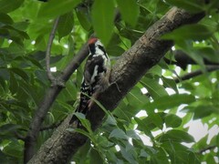 Dendrocoptes medius medius