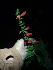 Salvia melissiflora
