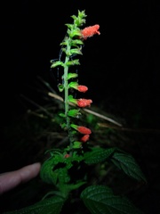 Salvia melissiflora