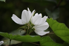 Bauhinia acuminata