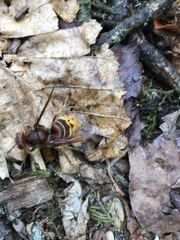 Vespa crabro
