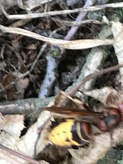 Vespa crabro