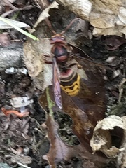 Vespa crabro