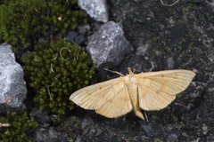 Endocrossis caldusalis