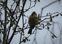 Cyanistes caeruleus caeruleus