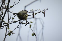 Cyanistes caeruleus caeruleus