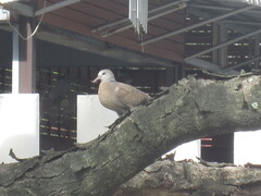 Streptopelia tranquebarica humilis