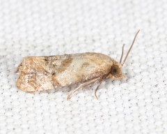 Platphalonidia magdalenae