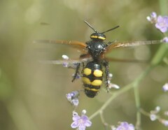 Scolia fuciformis
