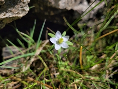 Lomatogonium rotatum