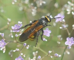 Scolia fuciformis