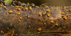 Bionectriaceae