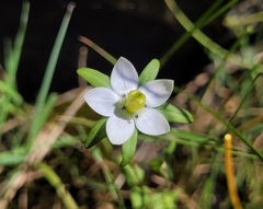Lomatogonium rotatum
