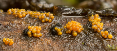 Bionectriaceae