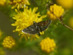 Heliothela wulfeniana