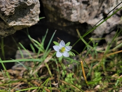Lomatogonium rotatum