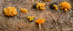 Bionectriaceae