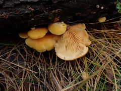 Crepidotus croceotinctus