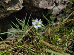 Lomatogonium rotatum