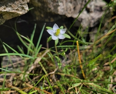 Lomatogonium rotatum