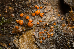 Bionectriaceae