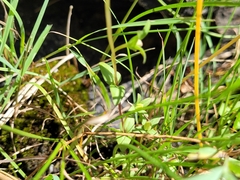 Lomatogonium rotatum