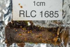 Bionectriaceae
