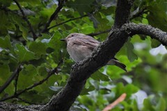 Muscicapa striata striata