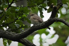 Muscicapa striata striata