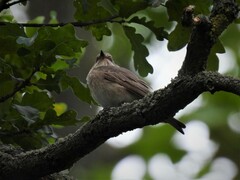 Muscicapa striata striata