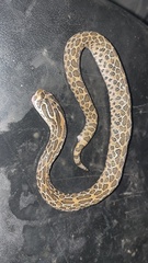 Crotalus polystictus