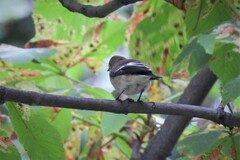 Ficedula hypoleuca hypoleuca