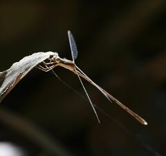 Lestes ochraceus