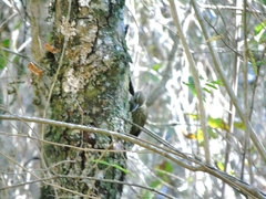 Lepidocolaptes angustirostris