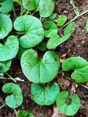 Dichondra
