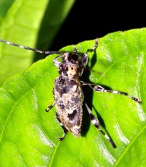 Graphisurus triangulifer